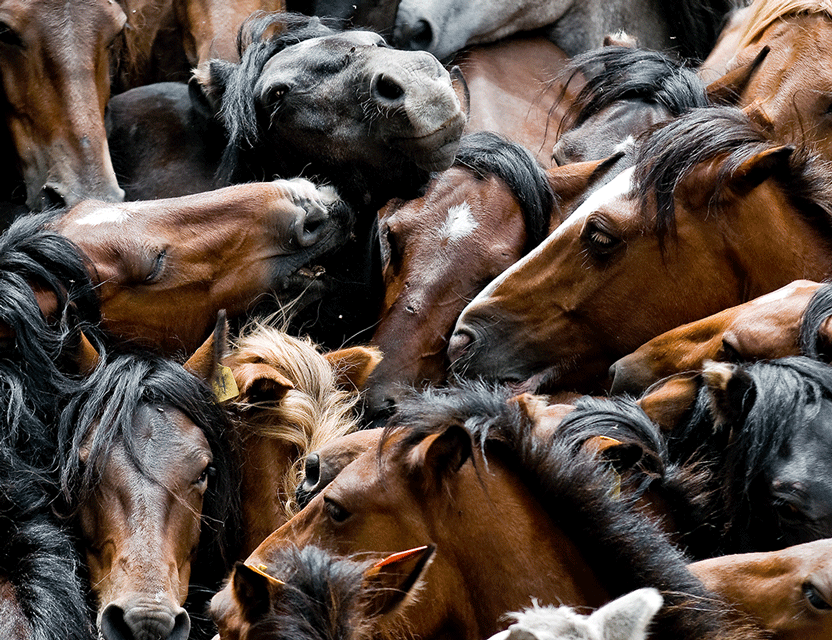 chevaux mêlés